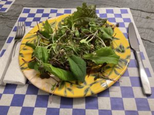 Microgreen Salad freshly harvested