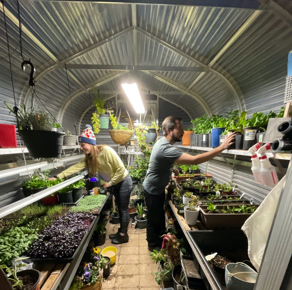 winter Harvesting microgreens inside a sunglo greenhouse