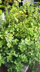 growing Oregano year round in a sunglo greenhouse