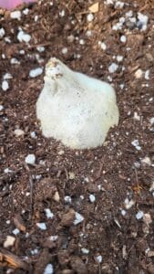 growing garlic year-round inside a sunglo geenhouse