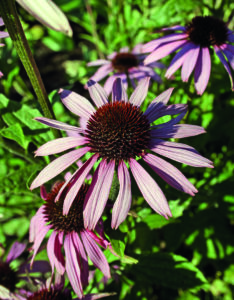 Growing Echinacea in a Sunglo Greenhouse year-round