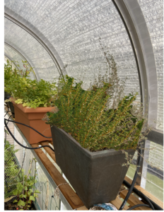 growing Thyme inside a sunglo greenhouse in winter