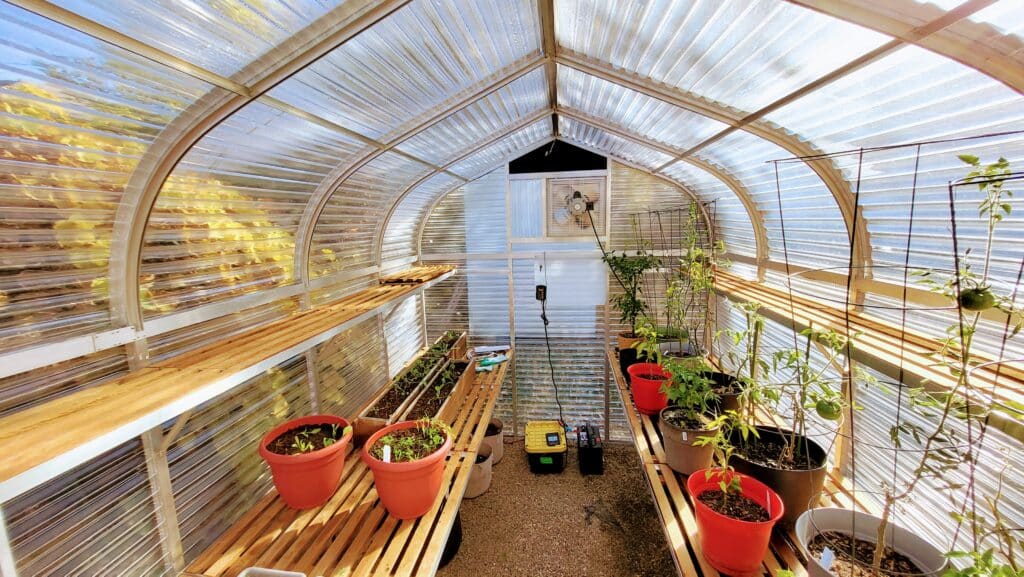A sunlit view of the inside of a sunglo greenhouse with cedar shelves and cedar benches with vegetable plants