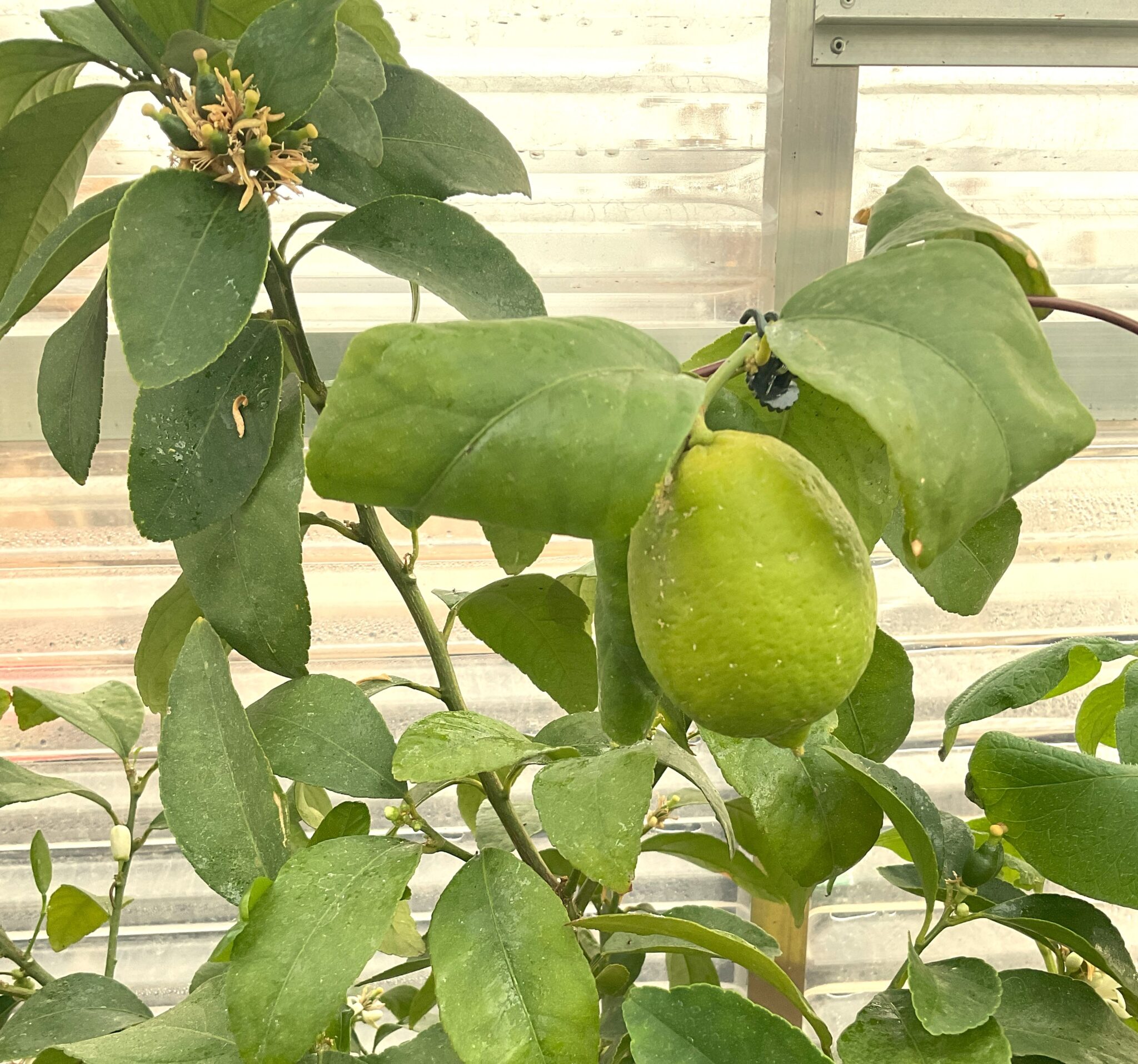 Growing a Lemon tree inside a sunglo greenhouse