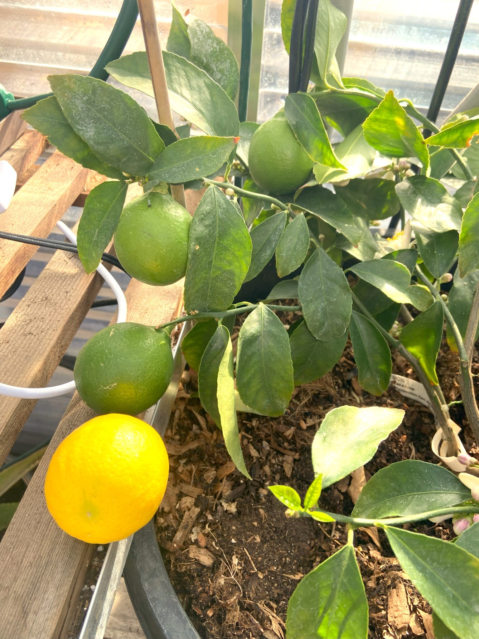 ripe lemons on a tree growing in a sunglo greenhouse