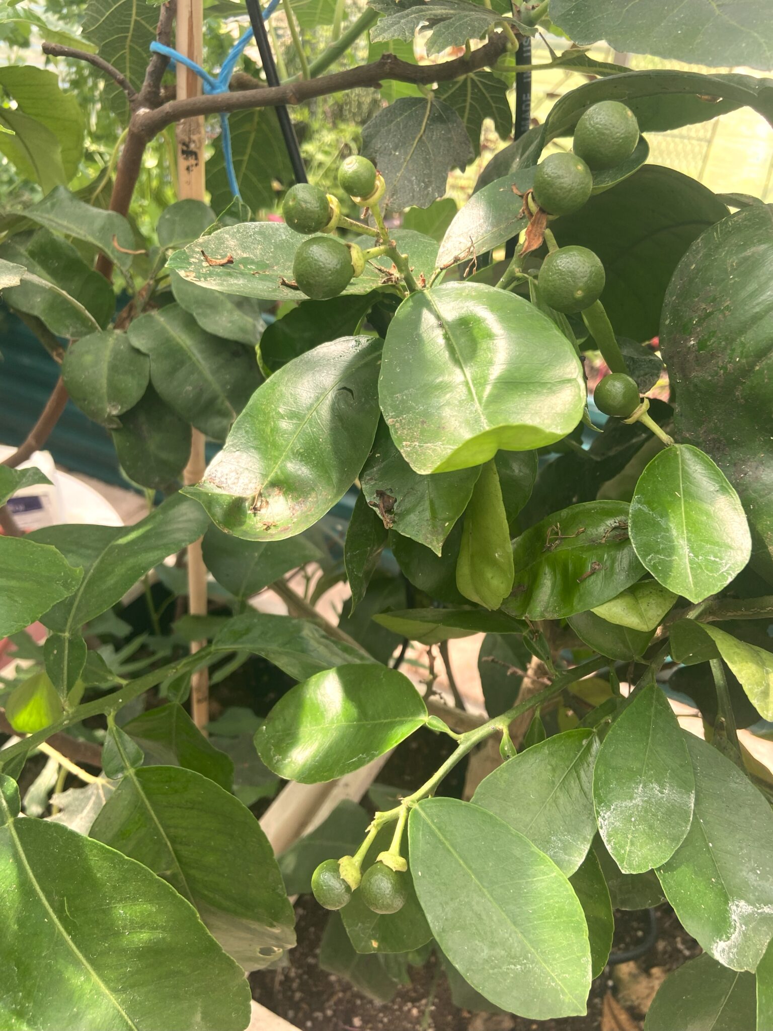 Growing alime tree inside a sunglogreenhouse